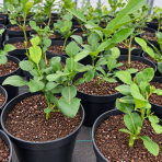 Kafrová limeta (Citrus hystrix) ‘COMBAVA FREE’ – výška 20-30 cm, kont. C2L